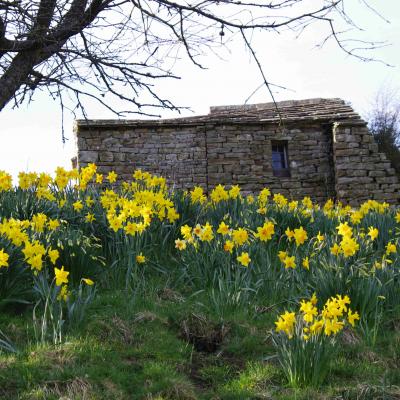 daffodils
