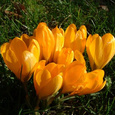 crocuses
