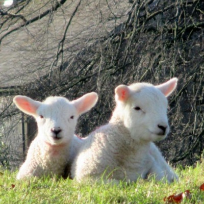 lambs