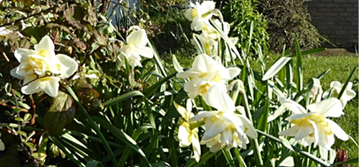 ruth_flowers