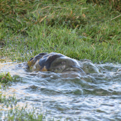 springing_water